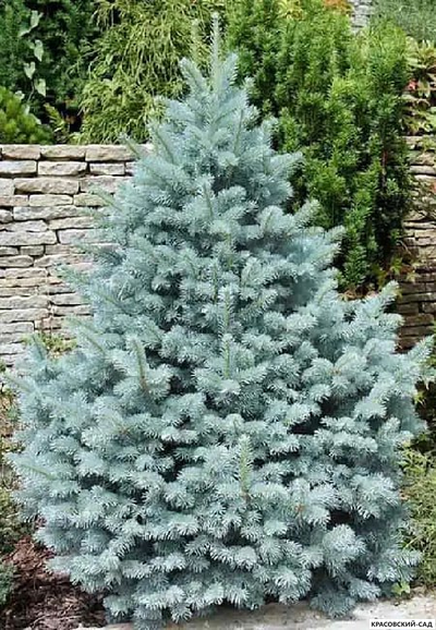 Ель колючая Аризона Кейбаб - фото в ландшафте - красовский-сад.рф