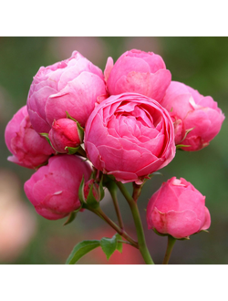 Помпонелла (Pomponella)