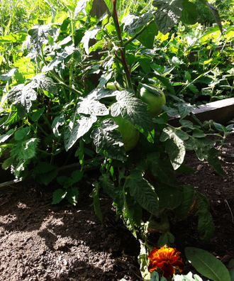 Семена томата Король Арамис Гном