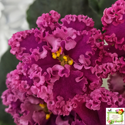 ЛФ-Дарья (Л.Федосеева) 2017 г. (пасынок укоренённый)