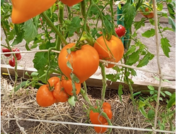 Томат Чудо Земли оранжевое