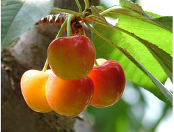 Нежность(вишня)