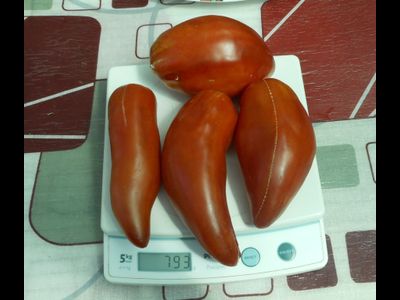 Томат Сибирский казак