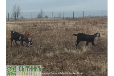 Нубийские козы на свободном выгуле на фермерском поле