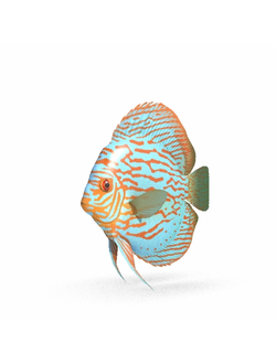 рыбы Дискус туркис