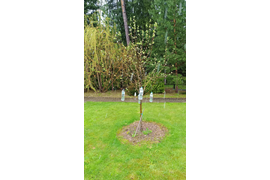 Сад, через год после посадки, готовится зацветать. Крупномеры 7лет. Растяжка ветвей для большего плодоношения.