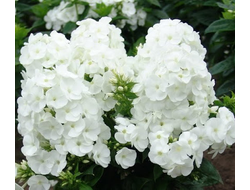 Флокс метельчатый Вайт Спарр (Phlox paniculata White Sparr)