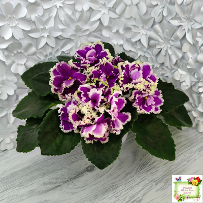 ЕК-Малахитовая Орхидея (Е. Коршунова) 2012 г.