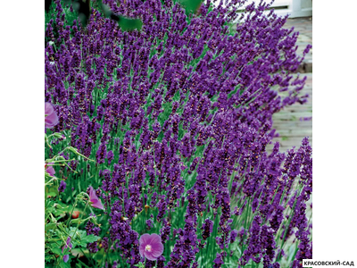 Лаванда Хидкот - Hidcote