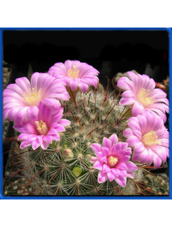 Krainzia longiflora LX 438