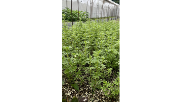 Череночник