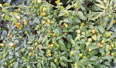 Перец острый Aji Mango