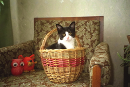 Сладков М К "В корзинке"