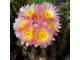 Notocactus roseoluteus BSCH 1891 (D=15mm, H=40mm)