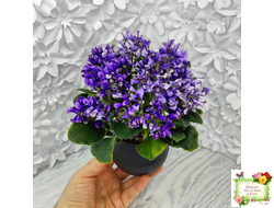 СК-Вьюнок (А.Кузнецов) (бастл-листва)