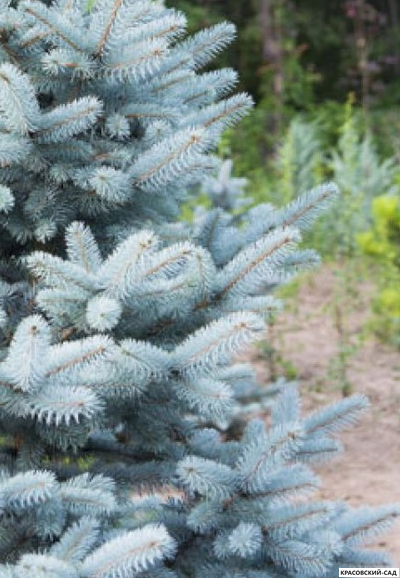 Ель Костер - фото хвои- красовский-сад.рф