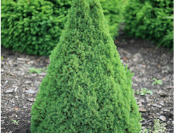 Ель канадская Conica, C5