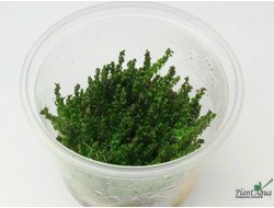 Ротала Перл