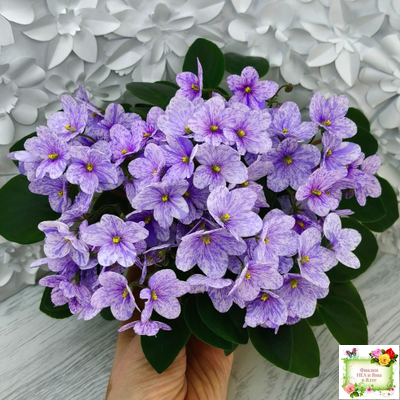 ГЕА-Весёлый Клоун (Е. Галицкая) 2024 г. трейлер