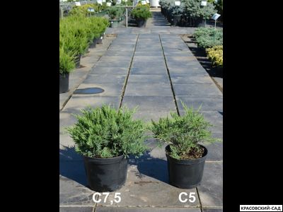 Можжевельник казацкий Тамарисцифолиа - Tamariscifolia