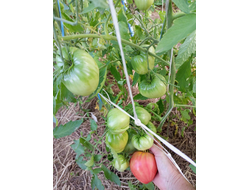 Томат Бычье сердце Ким времен гражданской войны, Kim’s Civil War Oxheart (США)