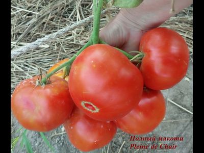 Томат Полный мякоти (Pleine de Chair, США)
