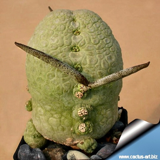 Pseudolithos migiurtinus - 3 семени