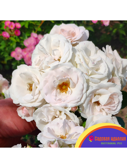 Аспирин (Aspirin Rose)