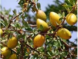 Аргана (нераф), Organic, Марокко 30 мл