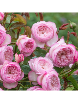 Зе Милл он зе Флосс (The Mill on the Floss)