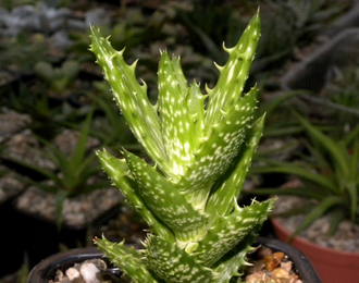 Aloe juvenna - черенок