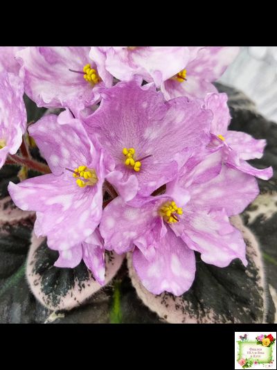 Rivermist Beguiling (J. Baker) (стартер)