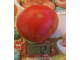 Томат Спиридоновский