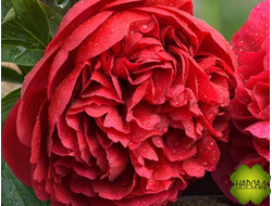 ПИОН "ДИАНА ПАРКС" (долгое цветение)