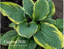 Хоста Capitol Hill