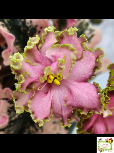 МТ-Пески Времени (М. Тотиева) 2022 г.