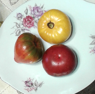 Семена томата Тайга