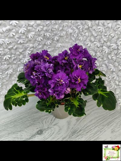 ЛФ-Лилия (Л. Федосеева) 2019 г.