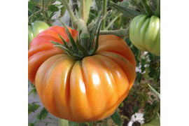 Альбенга 11 августа