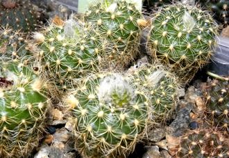 Frailea colombiana (D=18-20мм)