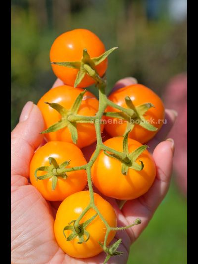 Томат Märchensnack (Сказочная закуска), 10 шт