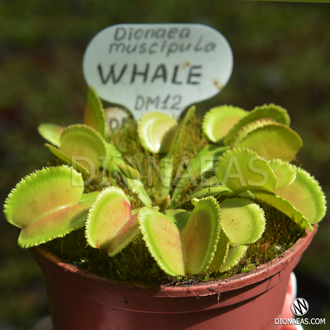 Dionaea muscipula Whale