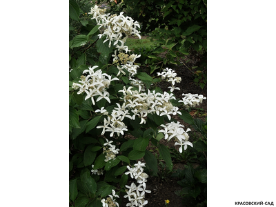 Гортензия метельчатая Грейт Стар