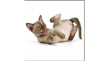 бурма котенок