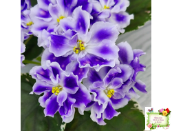 ВаТ-Монарх (Т. Валькова) 2016 г.