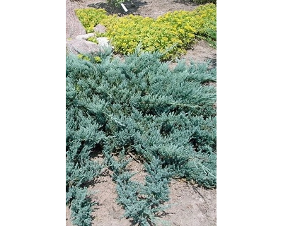 Можжевельник чешуйчатый Blue Carpet