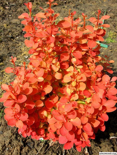 Барбарис Тунберга Orange Alf - фото в саду - красовский-сад.рф