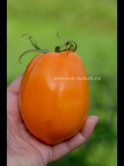 Томат Минусинские Стаканы Оранжевые, 10 шт