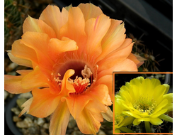 Echinopsis hybrid `Venskiy vals` x Lobivia longispina VG-597/1 - 5 семян