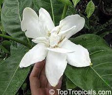 Gardenia taitensis ‘ Heaven Scent '